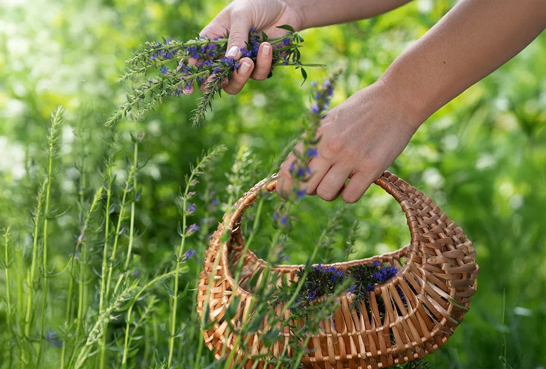 Biodroga.si-Organic-Institut-Herb-Farm